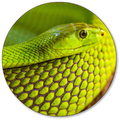 Snake Wallpaper icon