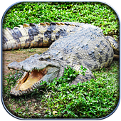Life of Crocodile - Wild Sim icon