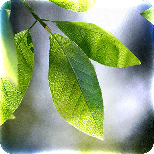 Fresh Leaves icon