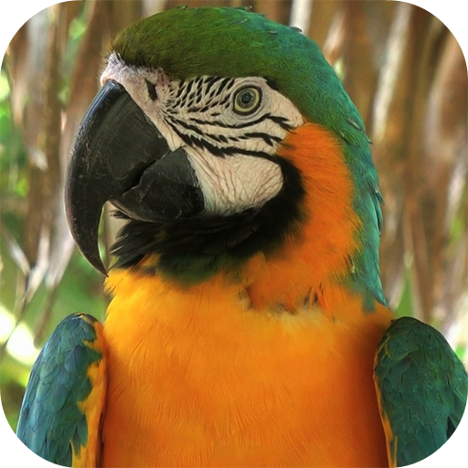 Parrot Live Wallpaper icon