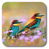 Spring Birds icon