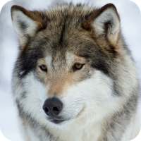 Wolf Wallpaper on 9Apps