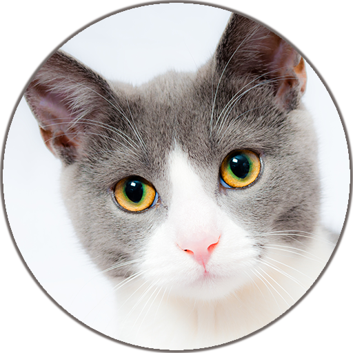 고양이 사운드 및 벨소리 icon