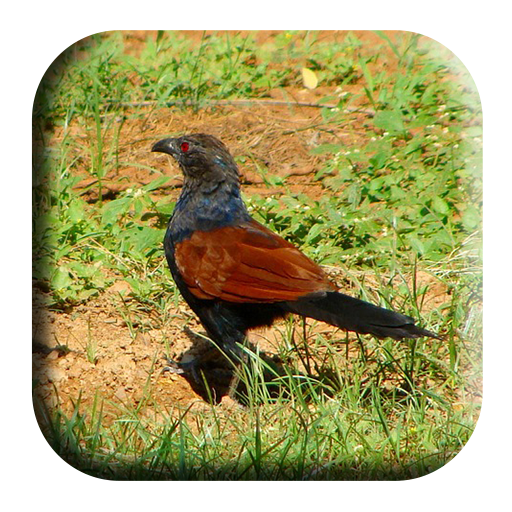Coucal Sounds icon