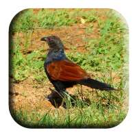 Coucal Sounds