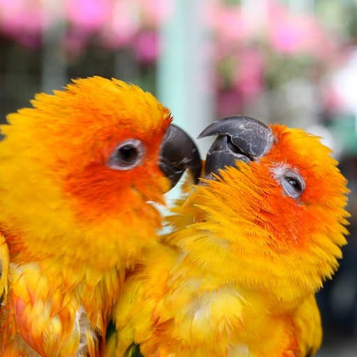 HD Wallpaper Gallery App icon