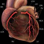 Coronary angiography on 9Apps