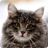 4K Cat Wallpaper icon