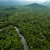 Amazon Rainforest The Best