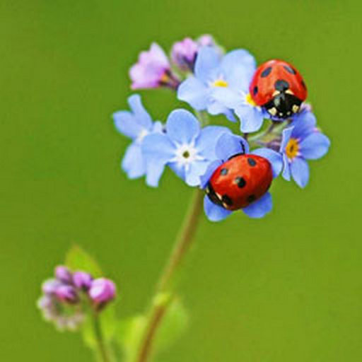 500 pictures आइकन