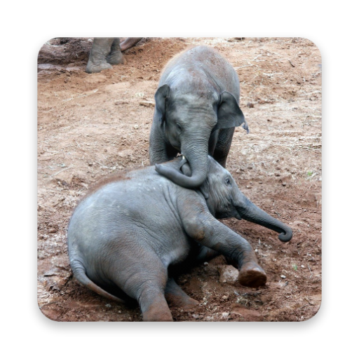 Asian Elephant Wallpaper HD icon