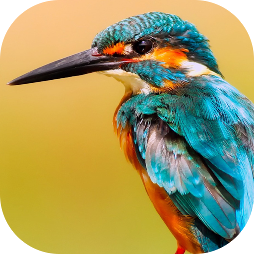 Birds Wallpaper HD icon