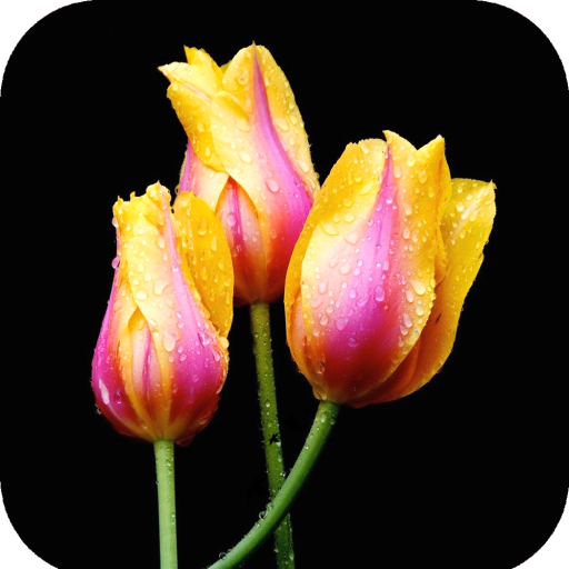 Tulip Wallpaper HD icon