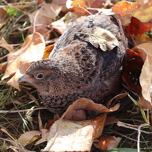 Buttonquail Sounds icon