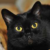 Bombay Cats Jigsaw Puzzles