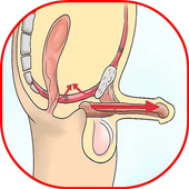PC Muscle Exercises (Penis) icon