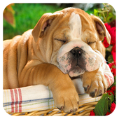 Dog Jigsaw icon