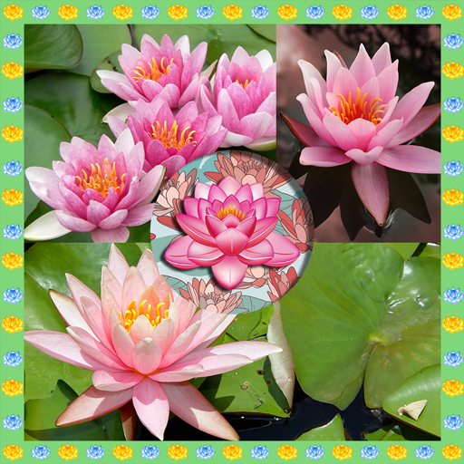 Water Lily Photo Collage icon