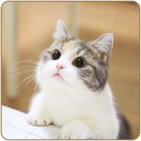 Cute Cat HD Wallpapers on 9Apps