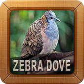 Zebra Dove Sounds icon