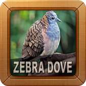 Zebra Dove Sounds on 9Apps