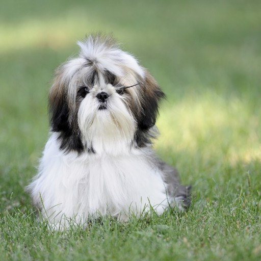 shih tzu Dog HD Wallpaper icon