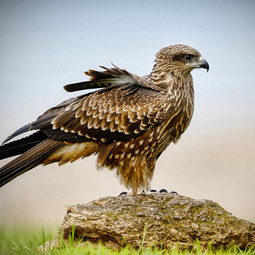 Falcon HD Wallpapers icon