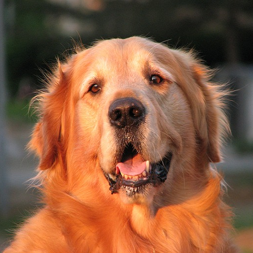 Dog Jigsaw Puzzles icon