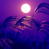 Moon Light Night Wallpapers icon