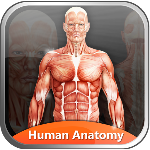 Human Anatomy Explorer icon