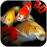 Koi HD Video Live Wallpaper