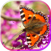 Dragonflies and Butterflies live wallpaper icon