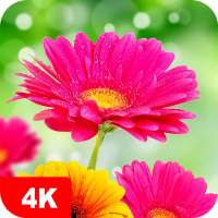 Papéis de parede com flores 4K