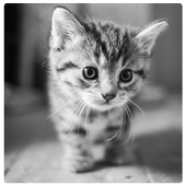 Cute Cats Puzzle icon