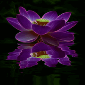 Purple Lotus Live Wallpaper أيقونة