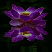 Purple Lotus Live Wallpaper on 9Apps