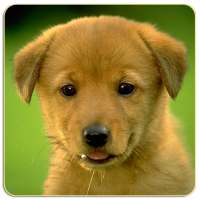 Dogs Memory Game Free