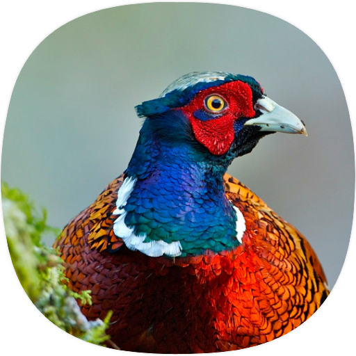 Pheasant Sounds icon