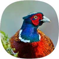 Pheasant Sounds on 9Apps