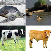 ikon Tebak Gambar Doang