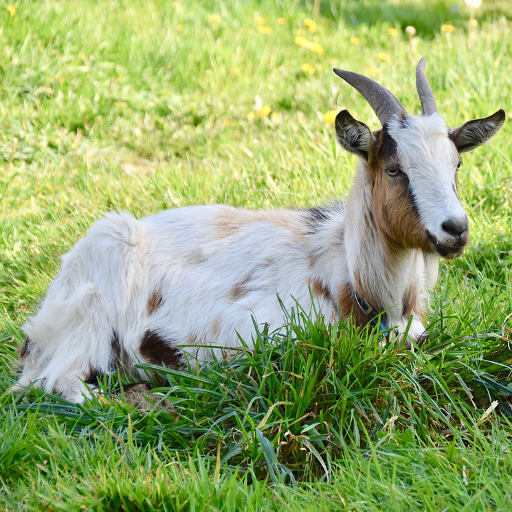 Chèvre أيقونة
