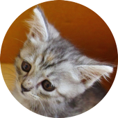Cat Touch icon