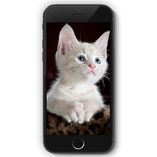 Cat HD Wallpaper 😻😻 icon