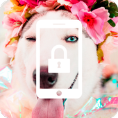 Husky Dog Cute Nice App Lock иконка