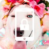 Husky Dog Cute Nice App Lock on 9Apps