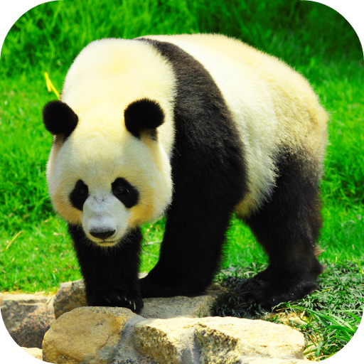 Giant Panda Live Wallpaper icon