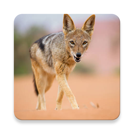 เสียงหมาป่าแจ็กคัล ~ Sclip.app icon