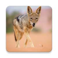 เสียงหมาป่าแจ็กคัล ~ Sclip.app on 9Apps