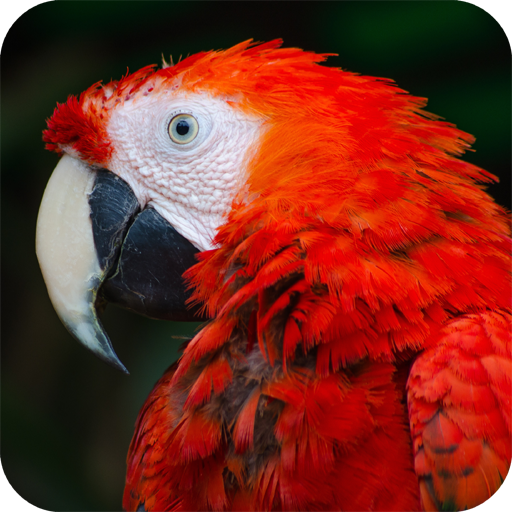 Parrot Wallpaper icon