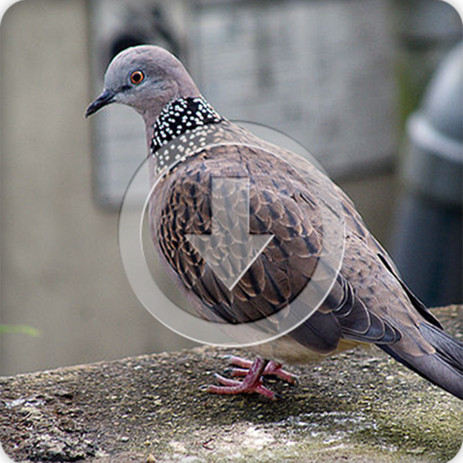 Spotted Turtle Dove Sounds Ringtone icon